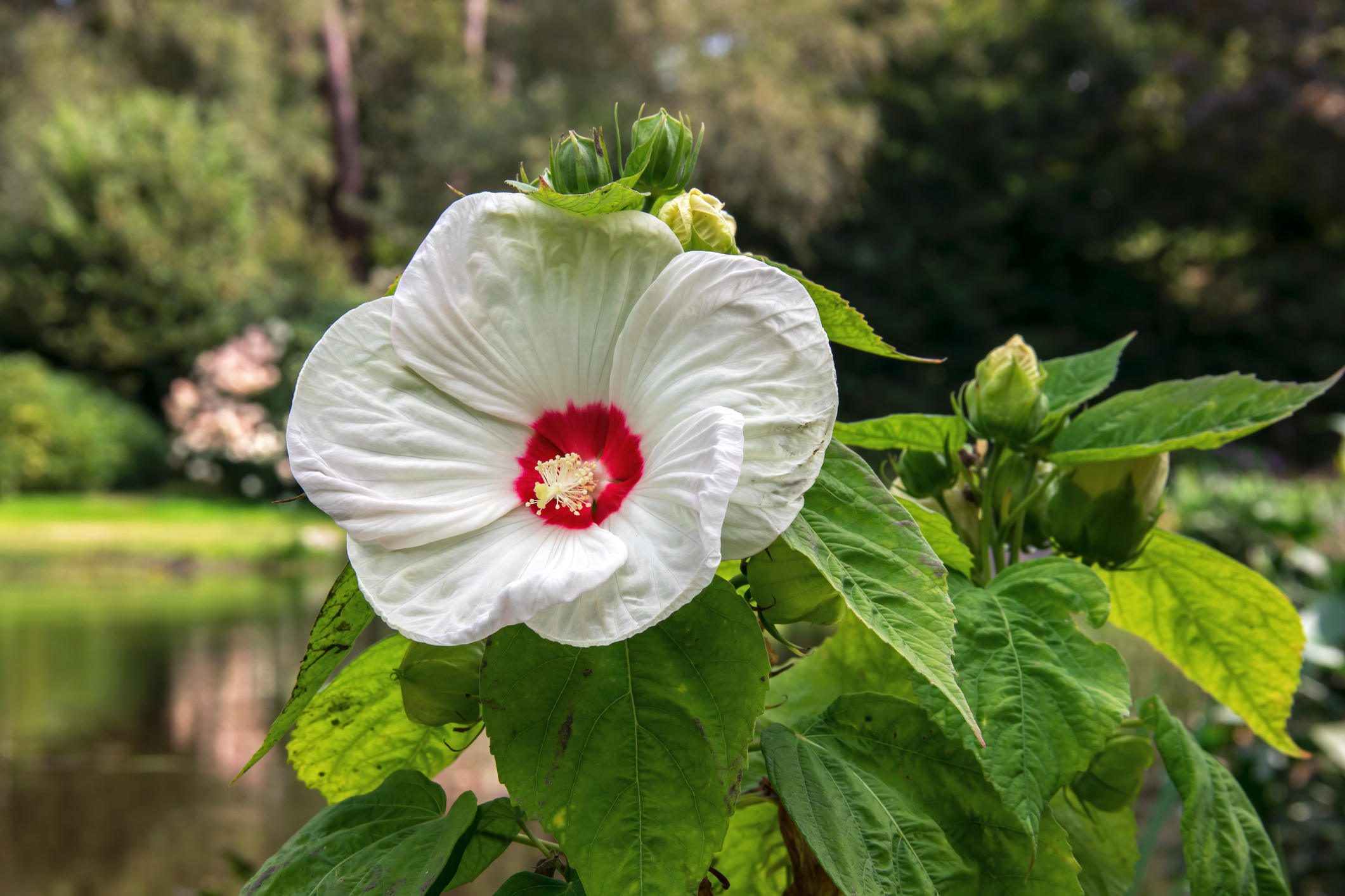 močvirski hibiskus (Hibiscus moscheutos)