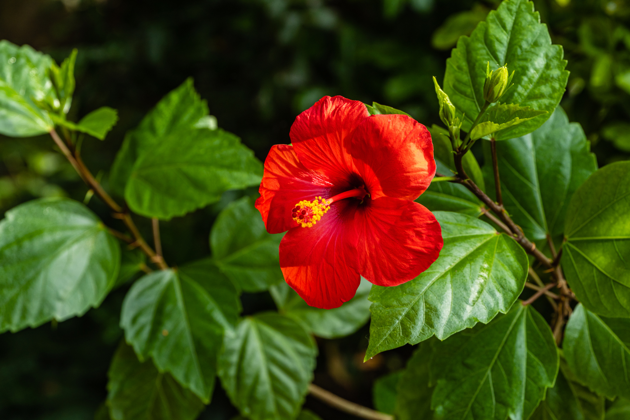 Hibiscus rosa-sinensis - kitajska vrtnica