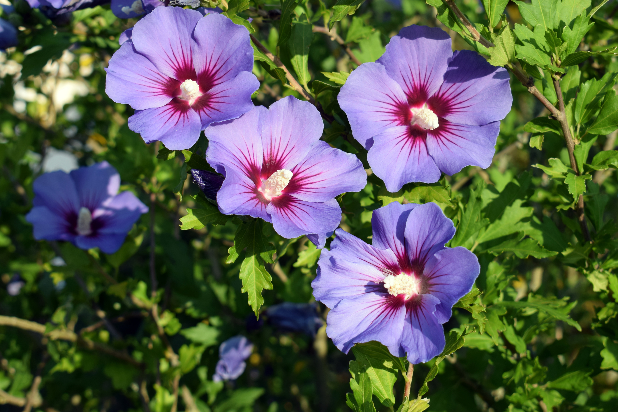 Sirski hibiskus (Hibiscus syriacus)