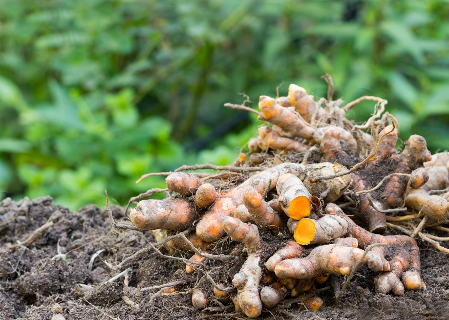 korenine Curcuma longa