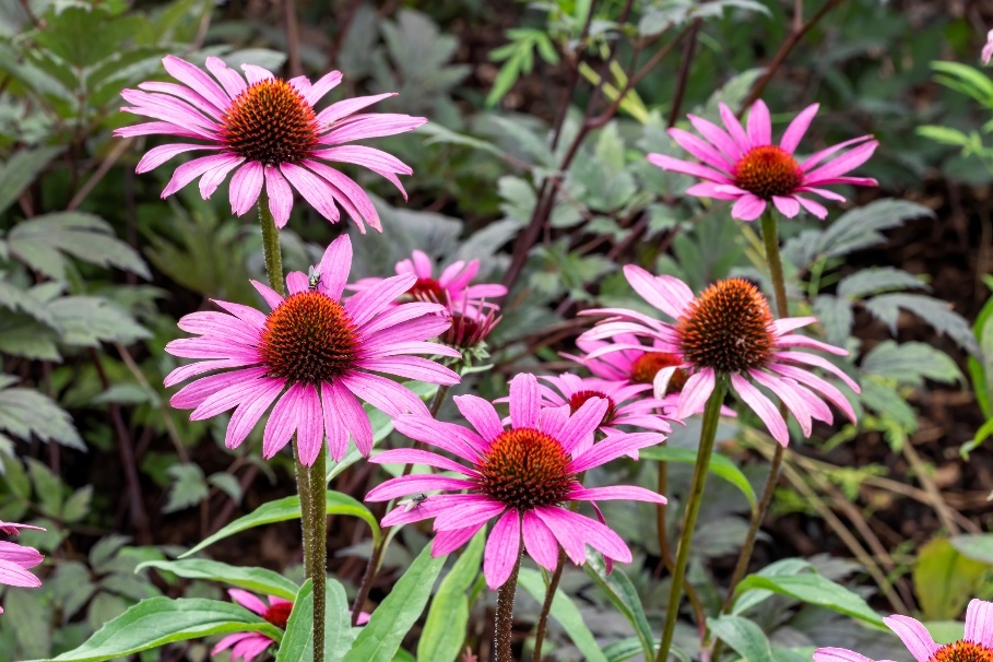 Rastlina Echinacea purpurea