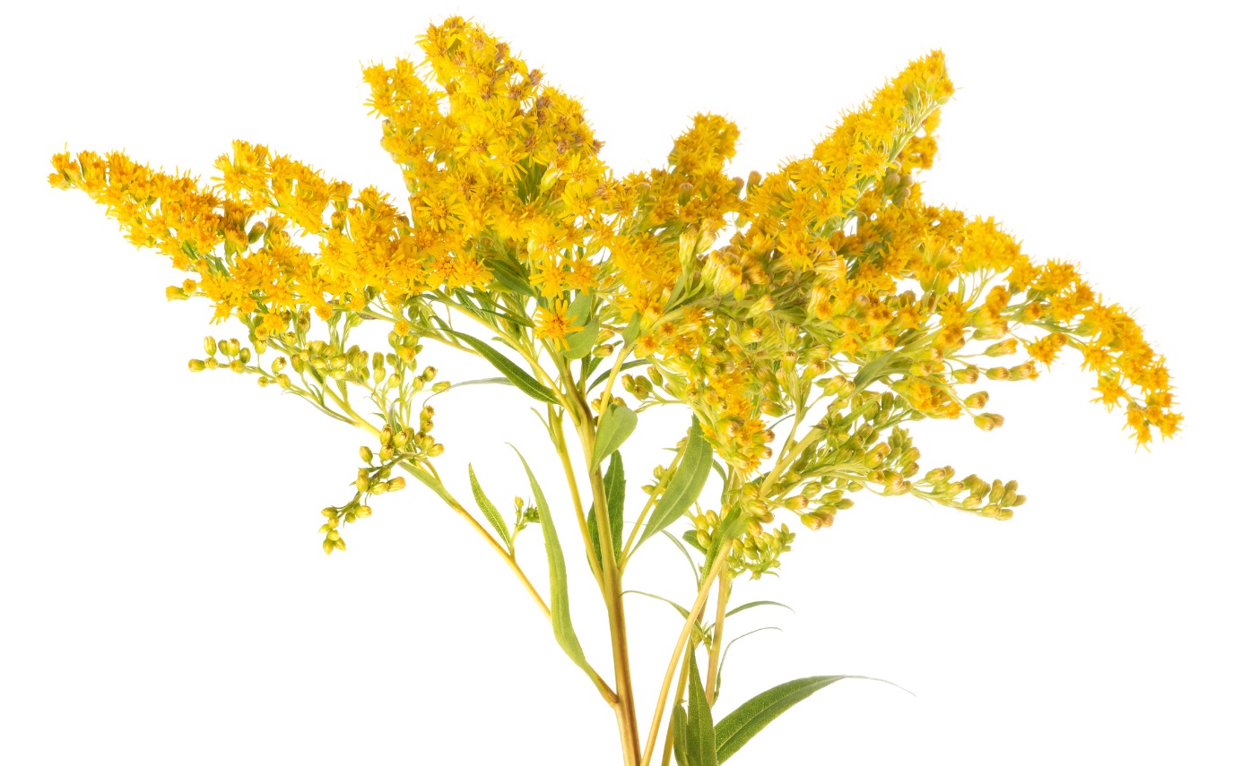 Solidago virgaurea - zlata rozga