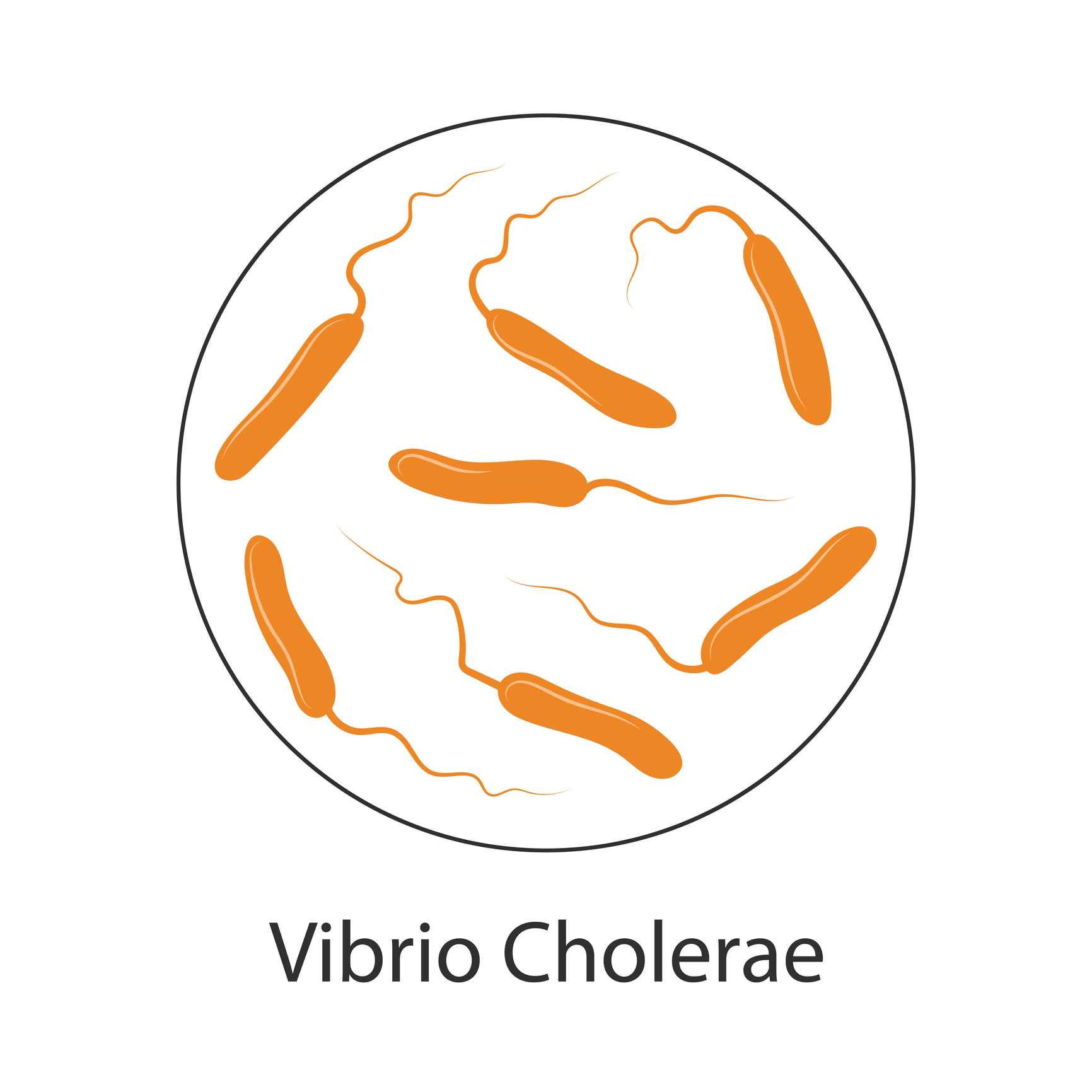 Bakterije kolere Vibrio cholerae