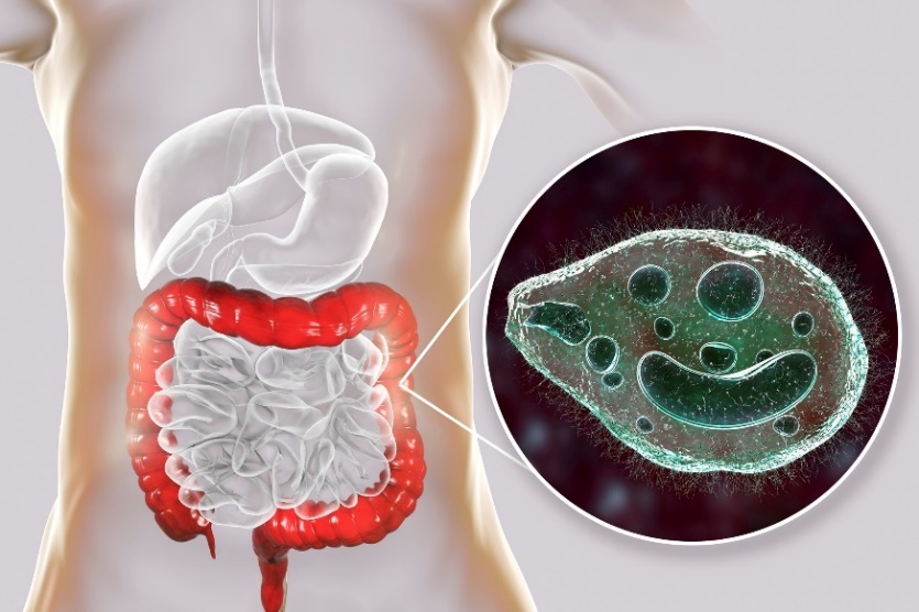 Balantidium coli - zajedavec, ki okuži debelo črevo človeškega prebavnega trakta.