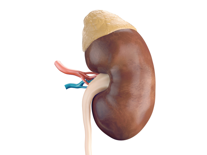 Ledvica, nadledvična žleza - anatomski pogled