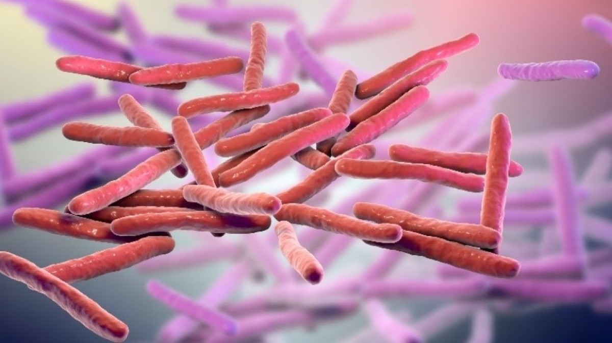 3D vizualizacija mikrokozmosa Mycobacterium leprae (bakterije gobavosti)