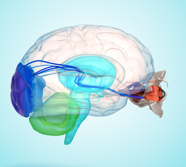 Anatomski prikaz očesa in možganov