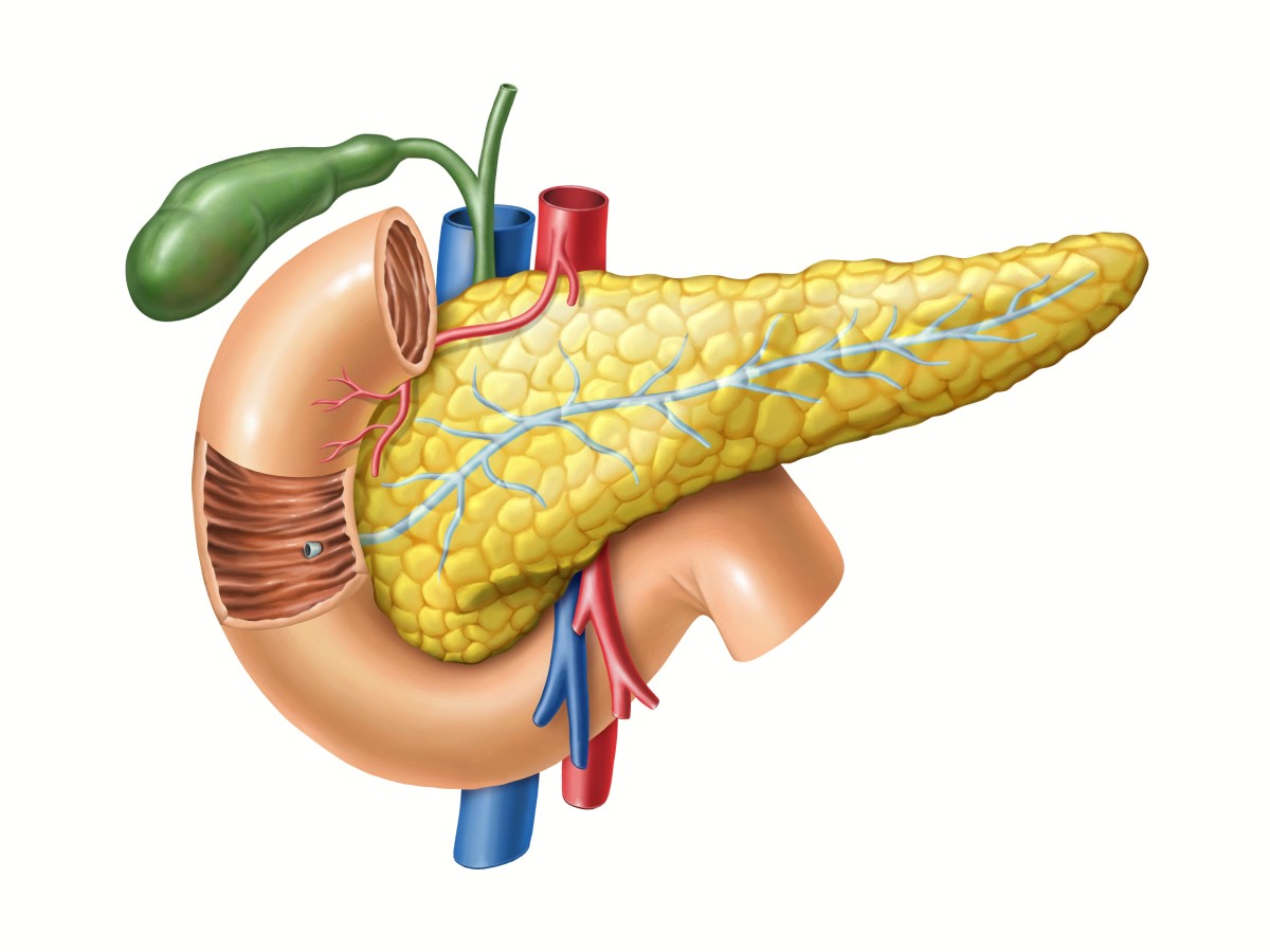 trebušna slinavka - anatomski pogled, poleg tega so vidni pankreatični vod do tankega črevesa, žolčnik in velike žile