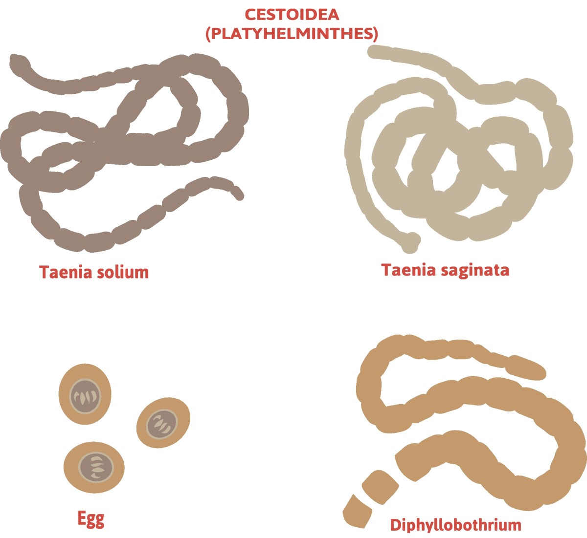 Taenia - delitev trakulj - Taenia solium (dolgonoga trakulja) + Taenia saginata (nezaščitena trakulja)