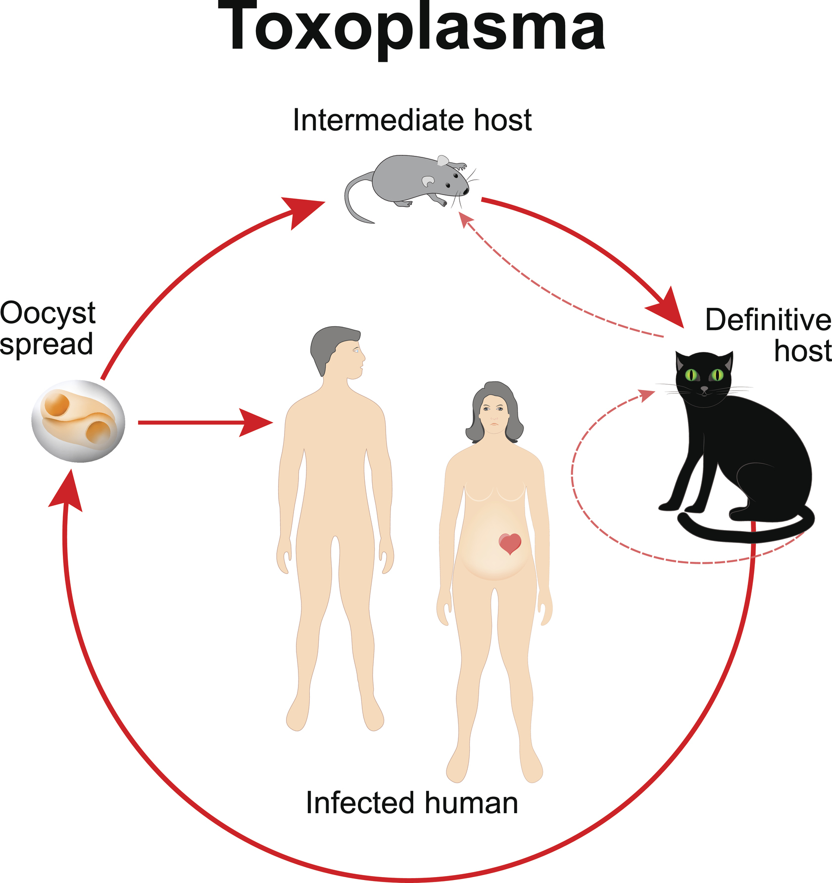 Življenjski cikel Toxoplasma gondii