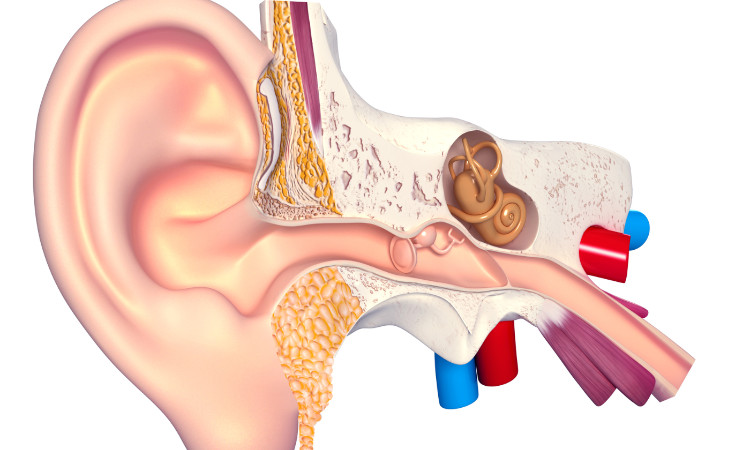 anatomska risba slušnega sistema