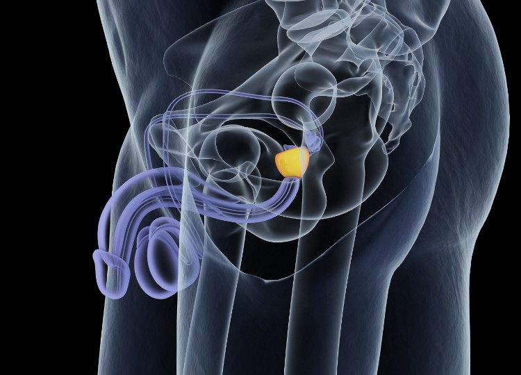 anatomska namestitev prostate