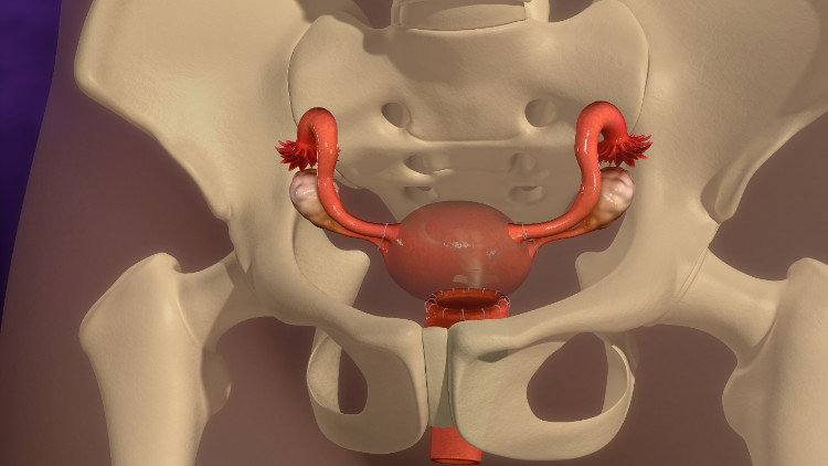 maternica, ki se anatomsko nahaja v kostnem skeletu male medenice