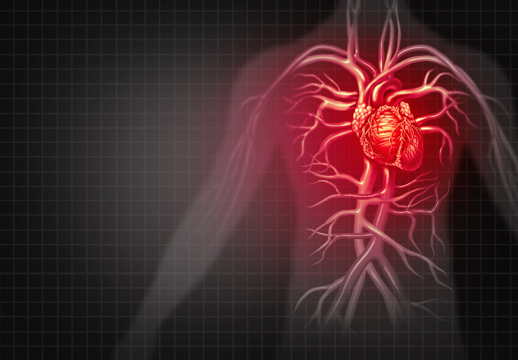 rdeča silhueta moškega z anatomskim prikazom srca