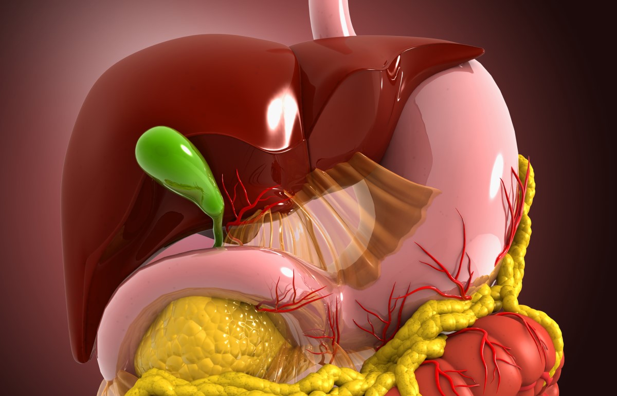 Anatomski pogled - model - prebavni sistem, jetra, žolčnik, prebavni sistem