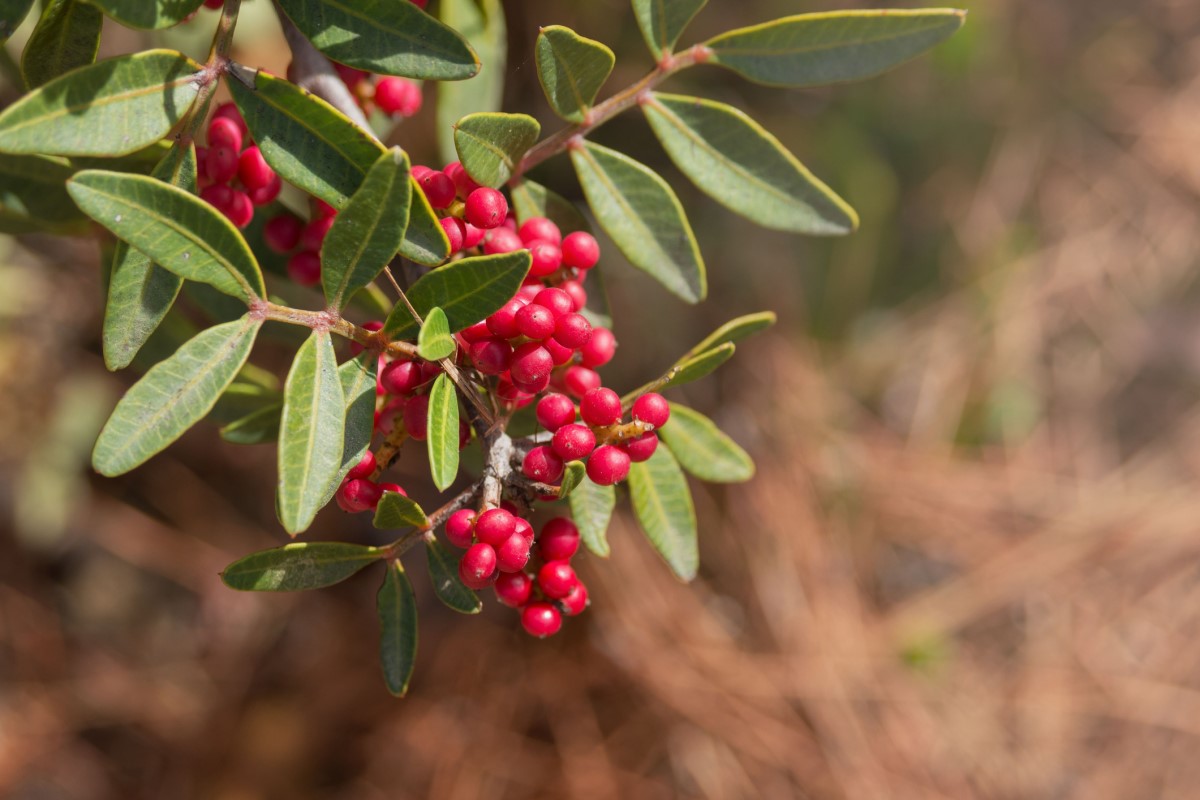 Pistacia mastix (P. lentiscus) je razširjena kot drevo ali grm, zlasti na obalnih območjih Sredozemlja.