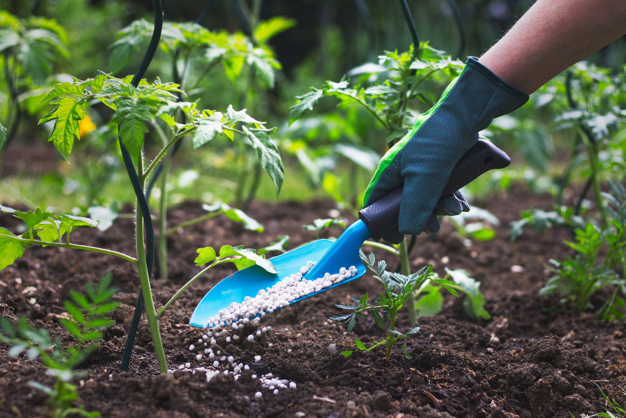 Danes se fosfor zelo pogosto uporablja v industriji kot sestavina gnojil ali pesticidov.