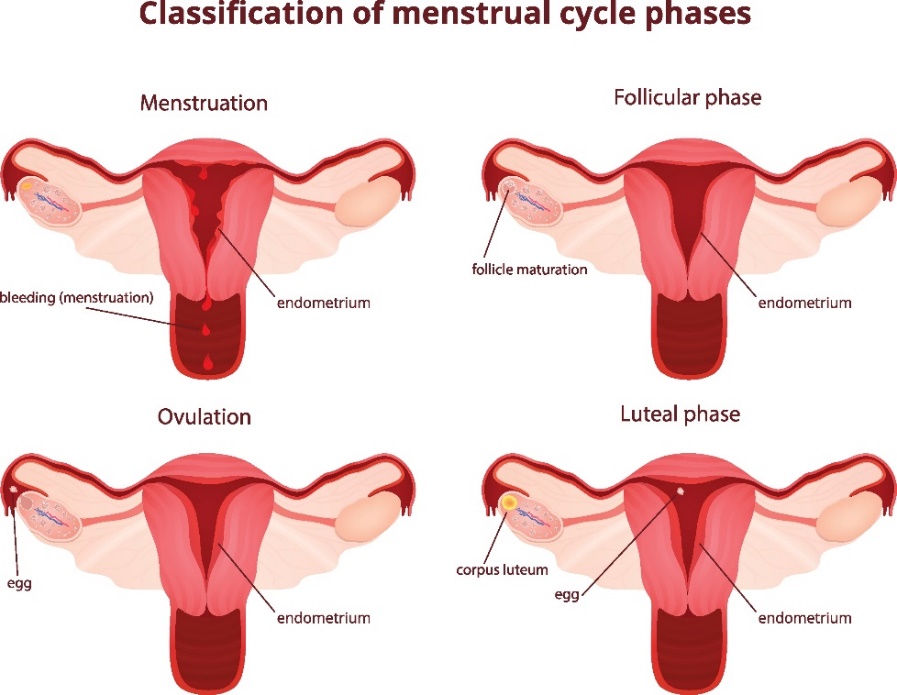 4 faze menstrualnega cikla