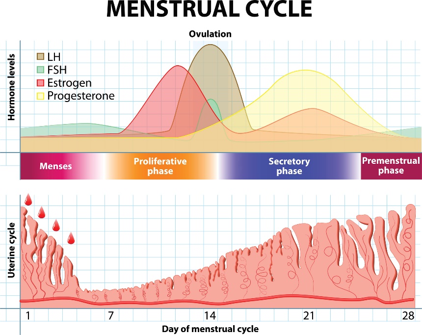 Menstrualni cikel ter spremembe hormonov in maternične sluznice skozi čas.