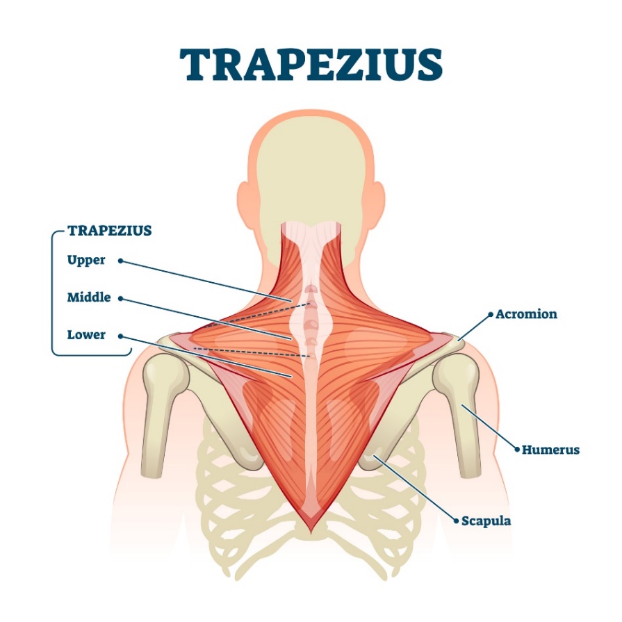 Trapezna mišica (musculus trapezius) - zgornja, srednja in spodnja vlakna mišice. Akromion (izrastek lopatice nad ramenskim sklepom, Humerus - humerus, Scapula - lopatica).