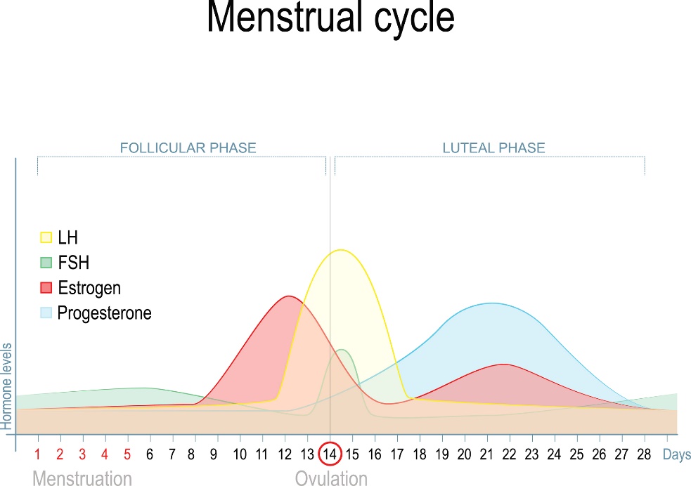 Sprememba ravni spolnih hormonov med menstrualnim ciklusom