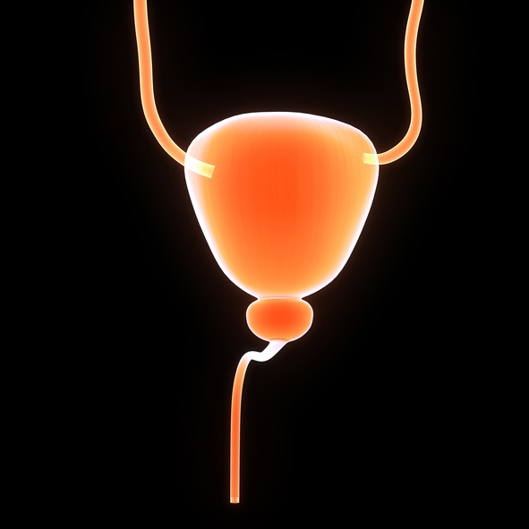 urinarni sistem, sečila, mehur, prostata, sečnica