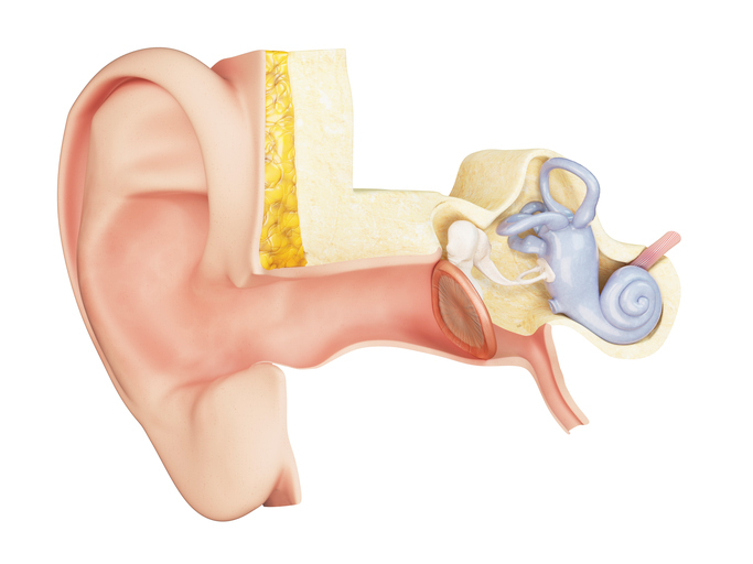 anatomski prikaz srednjega ušesa