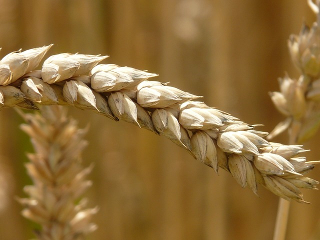 rženi kosmiči, ki predstavljajo intoleranco na gluten, tj. celiakijo.