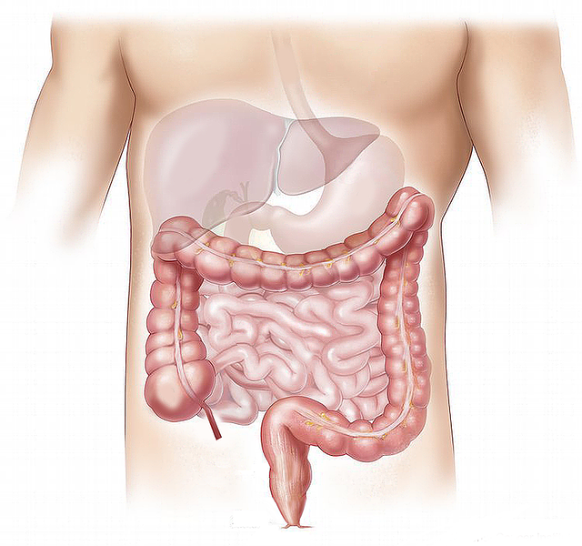 Prebavne težave in anatomski prikaz prebavnega sistema