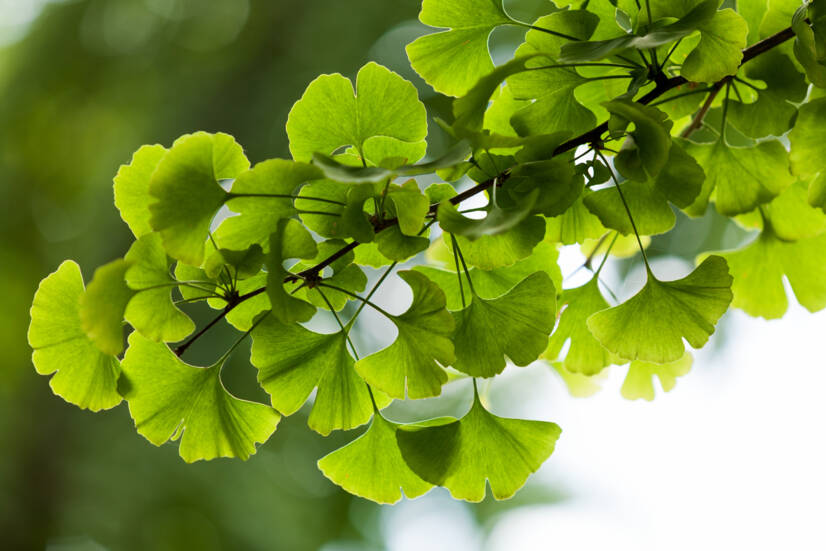 Ginkgo biloba: Kakšni so njegovi želeni in neželeni učinki? Ali pospešuje spomin?