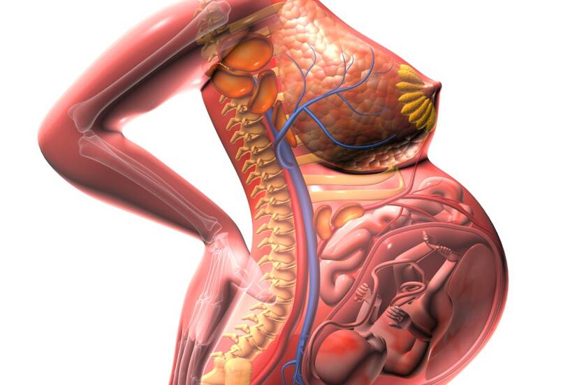 Anatomski pogled na rastočo maternico in pritisk na okoliške organe. Vir: Getty Images