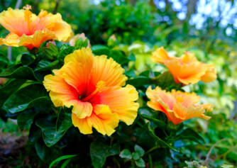 Hibiskus in njegova uporaba za zdravje? Kakšne učinke ima in katere vrste?